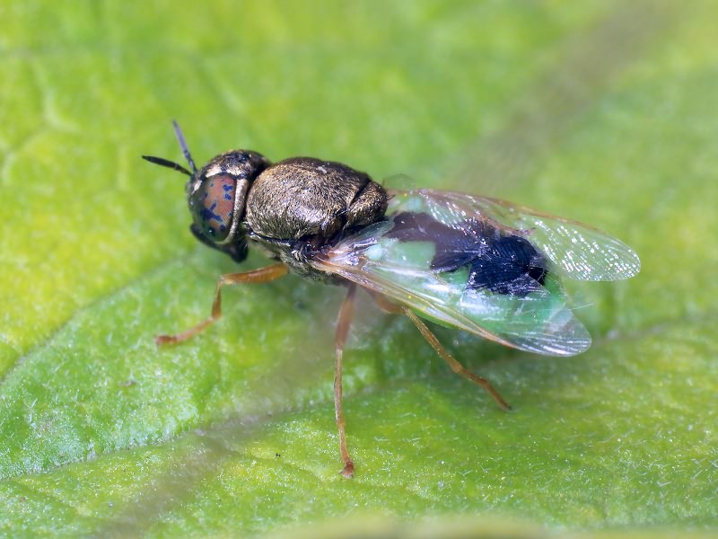 Oplodontha viridula (Fabricius, 1775)